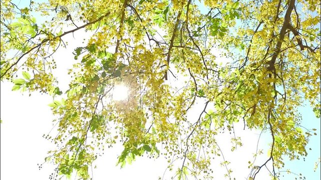  Golden shower tree branches, outdoor Chiangmai Thailand.
