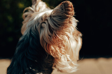 Naklejka premium Macro close-up of a Yorkshire Terrier's head and ears from behind. Backlit silky grey and golden hair texture in golden hour sunlight. Focus on pet grooming, soft fur, and animal ears. Attentive pet.