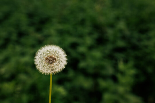 Beautiful white dandelion head on a natural background. Dandelion with blurry green background
