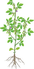 Obraz premium Soybean Plant with Young Pods 
