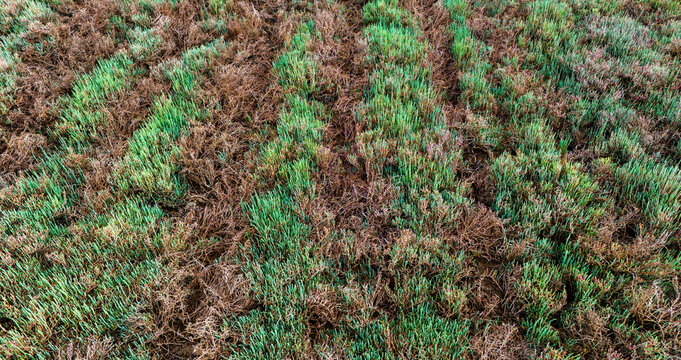 Close up aerial texture of rutted marsh grass and brown muddy soil patterns