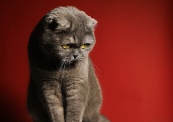 portrait of a cat. Animal. Cat. Animals. Photo. Kitten © Erika