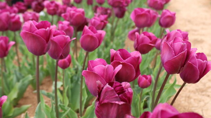 Fototapeta premium Colorful tulip field. Vibrant violet flowers.tulip blooming. High quality photo
