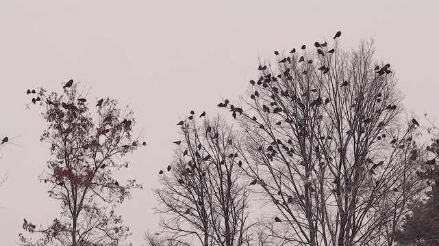 Large flock of crows birds gathering on bare winter trees during a snowstorm. Continuous crows cawing creates a moody, atmospheric soundscape. ideal for advertising, nature storytelling, and climate.