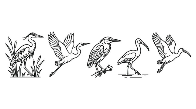 Wading Bird Line Icon Set, Heron Egret Ibis Outline Vector Collection, Minimal Wetland Wildlife Clipart