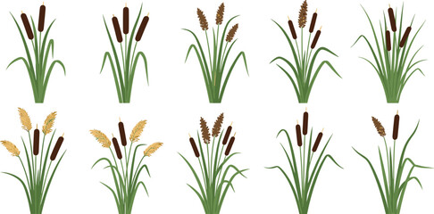Vector illustration set of various cattail plants and marsh reeds with brown spikes and green leaves isolated on a white background for nature designs. © MstRuna