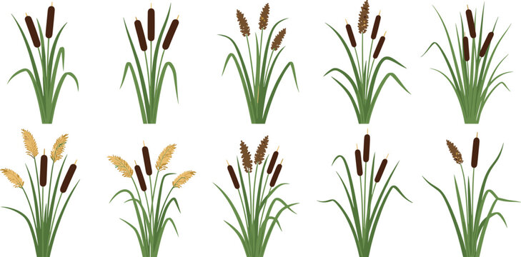 Vector illustration set of various cattail plants and marsh reeds with brown spikes and green leaves isolated on a white background for nature designs.