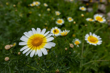 Fototapeta premium Crown Daisy, Flora of Gran Canaria - Glebionis coronaria, formerly called Chrysanthemum coronarium, garland chrysanthemum natural macro floral background