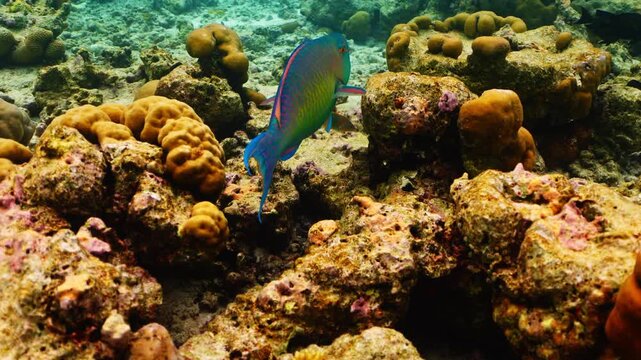 Close-up Parrot fish Calotomus viridescens in underwater Red Sea. Red Sea is magnificent place to explore. Home to an incredible coral reef and an abundance of marine life. Underwater wildlife