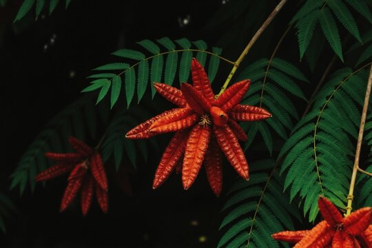 Bright red annatto seed pods grow on tree branch. Delicate green fern leaves surround exotic red fruit. Natural spice ingredient, vibrant jungle flora.
