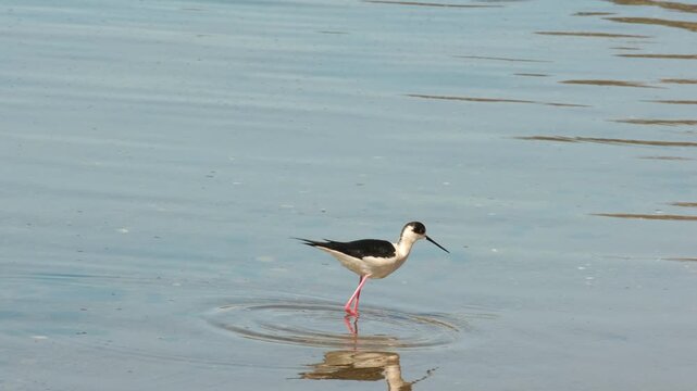 The black-winged stilt bird moves through shallow water in search of food.
