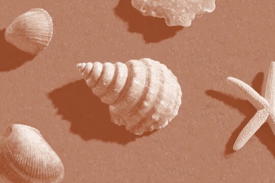 A group of seashells and starfish on a brown background. the shells are of various sizes and shapes and the starfish are a light brown color.