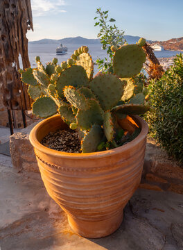 Opuntia Prickly pear in a ceramic pot as a cycladic style decoration on Mykonos island in Greece.