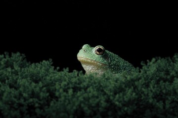 Obraz premium A green tree frog sitting atop a lush green plant against a black background.