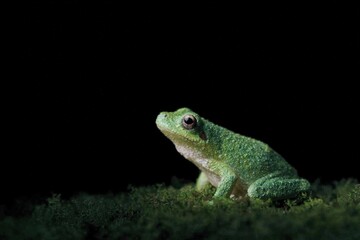 Obraz premium A green tree frog sitting on top of a moss covered ground against a dark background.