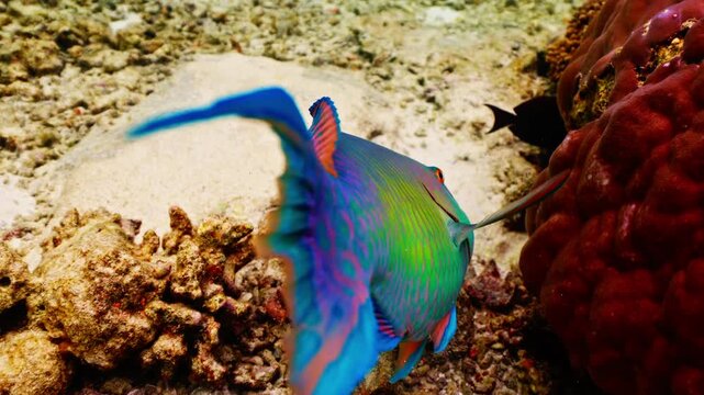 Close-up Parrot fish Calotomus viridescens in underwater Red Sea. Red Sea is magnificent place to explore. Home to an incredible coral reef and an abundance of marine life. Underwater wildlife