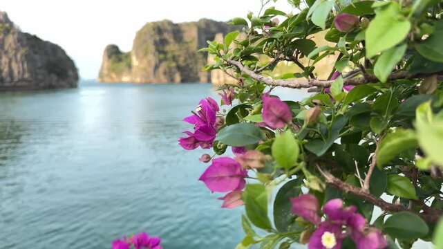 Vibrant pink bougainvillea flowers against limestone karsts and calm turquoise sea in Ha Long bay, travel destination and tropical landscape scenery