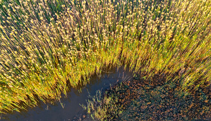 Aerial close up of bright green and yellow swamp vegetation bordering dark muddy water © Buğra Kaan Ersoy