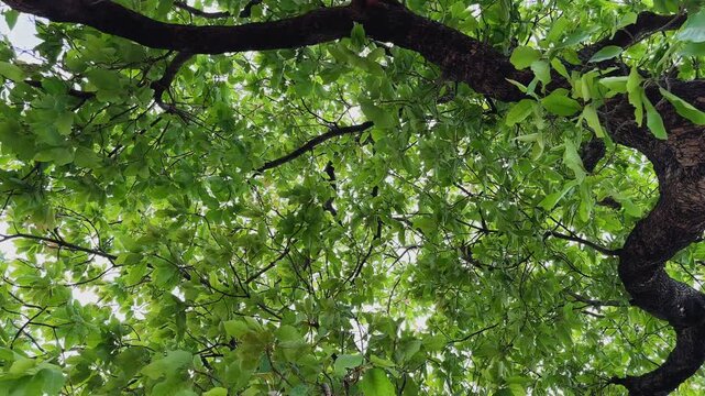 Upward view of dense green tree canopy with overlapping leaves and branches forming a natural pattern, soft daylight filtering through in a calm outdoor setting