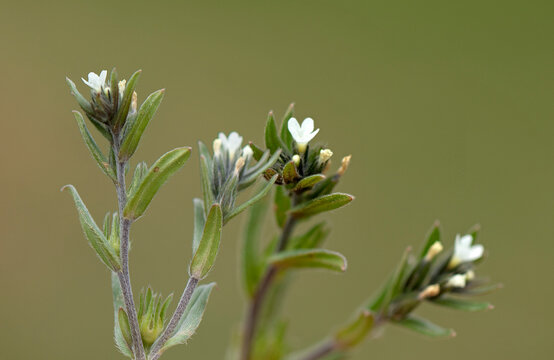 Buglossoides arvensis (field gromwell) is a Boraginaceae annual plant with small white to pale bluish funnel-shaped flowers, rough grey-green hairy stems, and hard nut-like seeds