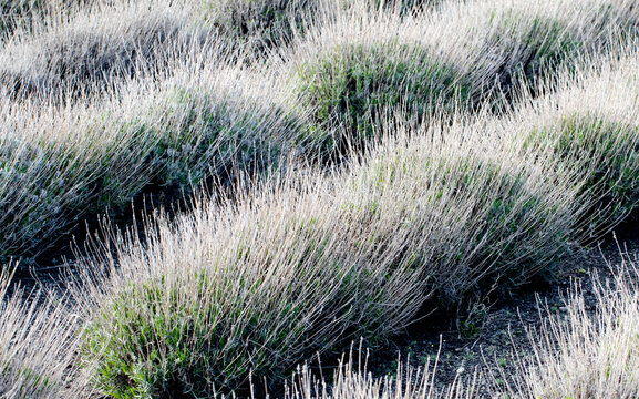 Lavender plants in winter dormancy often appear gray and dry, a natural seasonal state as they conserve energy and prepare for regrowth in spring.