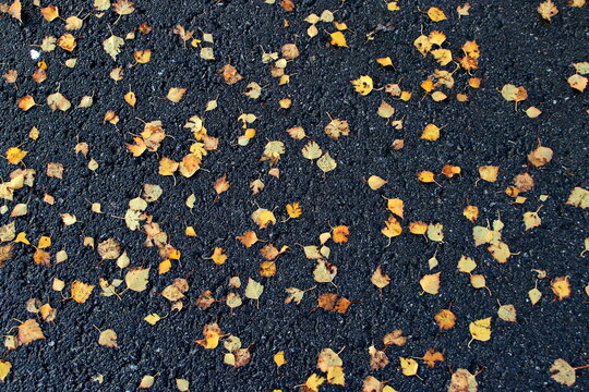 Bl&auml;tter auf nassem Asphalt