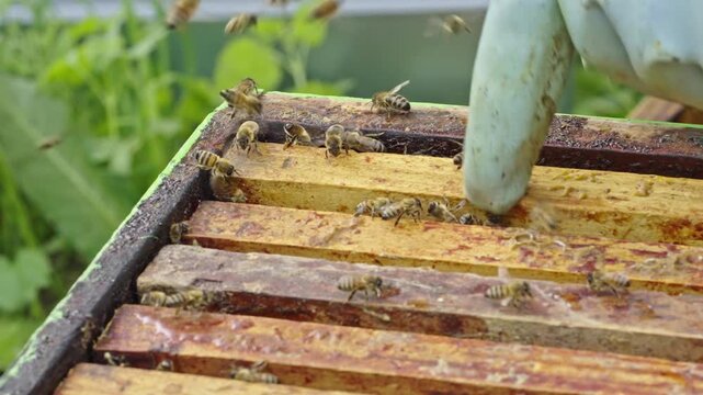 Apis mellifera worker bees (family Apidae) move on wooden frames inside Langstroth hive as beekeeper checks positioning and stability, showing active colony behavior during inspection, static close up