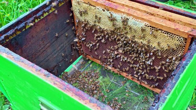 Apis mellifera worker bees (family Apidae) cluster on comb surface as beekeeper inserts frame into Langstroth hive, showing active colony care and structured organization during inspection, static
