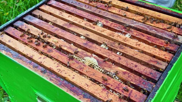 Apis mellifera worker bees (family Apidae) are sparsely distributed across brood frames within a Langstroth hive brood chamber, with low density colony activity and exposed wax comb areas static shot
