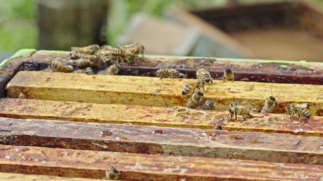 Apis mellifera worker bees (family Apidae) move across wooden brood frames within a Langstroth hive brood chamber, showing active colony maintenance and surface coverage behavior static macro close up