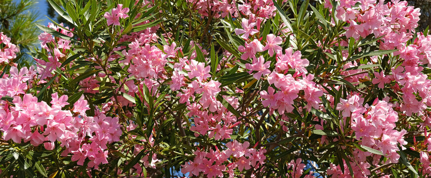 Pink oleander blossoms in full bloom with glossy green foliage, a vibrant ornamental shrub for garden, landscape, and nature themes.