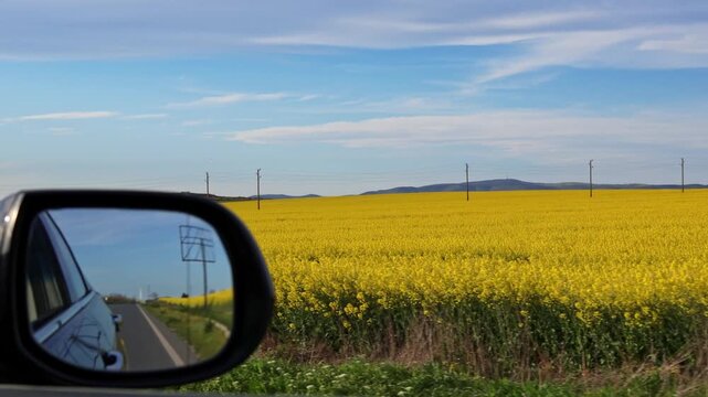 A car travels past vibrant yellow canola fields under a bright blue sky. Reflections in the side mirror capture the road and landscape. Suitable for travel or agricultural themes.