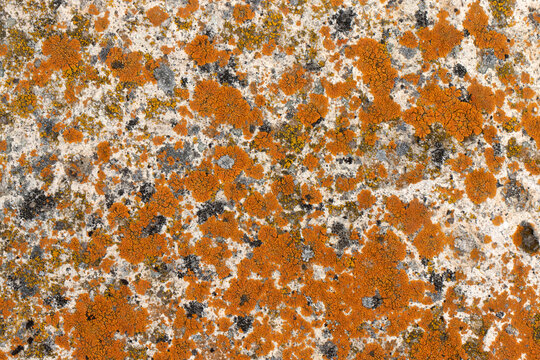 Stone surface hosts diverse lichen colonies, mainly Xanthoria (orange) with gray-black species, showing competition, adaptation, and micro-scale biological weathering of rock.