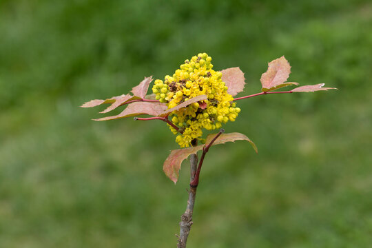 Mahonia aquifolium (Oregon grape or mahonya) is an evergreen Berberidaceae shrub with holly-like spiny leaves that may turn reddish-bronze in cold seasons, bright yellow spring flower clusters, and da