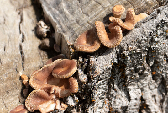 Panus conchatus (oyster rollrim) or a close Lentinus species is a tough, leathery bracket fungus growing in clusters on decaying hardwood, shifting from lilac tones to brown as it matures.