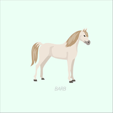 Barb horse cartoon illustration with white coat, standing equine breed, riding horse and educational farm animal design