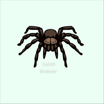Goliath Birdeater Tarantula Spider