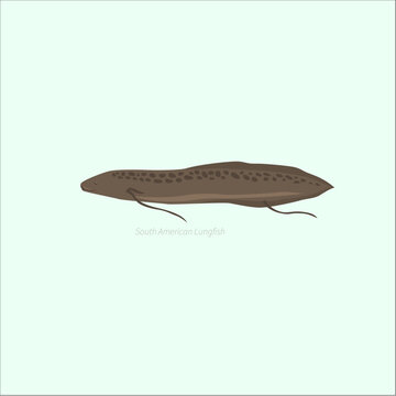 Flatworm Planarian Invertebrate