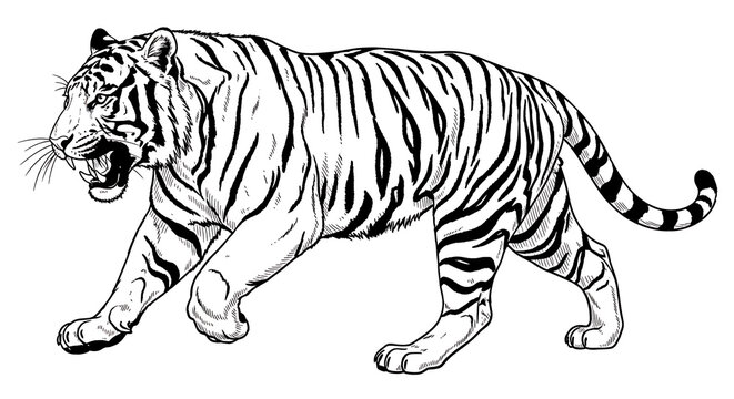 Tiger walking on a simple geometric background
