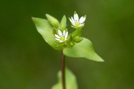 Stellaria neglecta (greater chickweed), its larger flowers (5&ndash;7 mm), higher stamen count (often up to 10), and more robust, vigorous growth form.