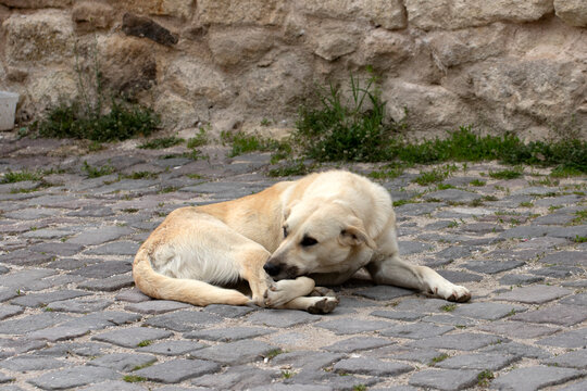 On a historic street in Afyon, a stray dog rests on cobblestone paving, reflecting the town&rsquo;s traditional atmosphere and architectural texture