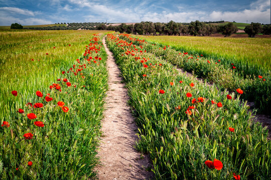 Camino con amapolas entre los sembrados