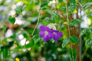 Obraz premium Purple Thunbergia erecta flowers blooming on a vine in a garden