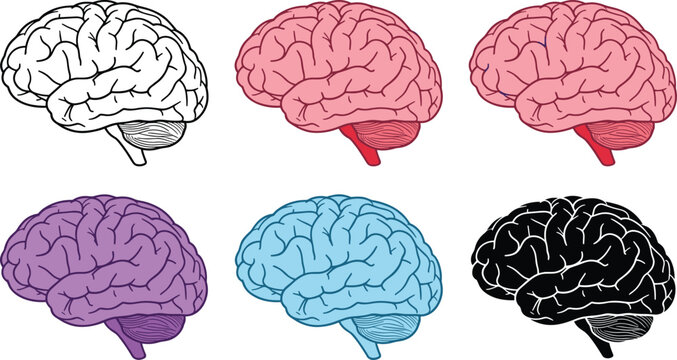 Human Brain Anatomy Vector Illustrations Featuring Lateral View in Line Art Flat and Silhouette Styles for Medical Education Psychology Science and Health Concepts