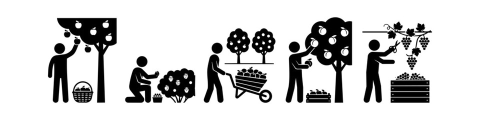 Obraz premium Set of black stick figure icons depicting various fruit harvesting tasks, including picking apples, grapes, strawberries, and peaches in an orchard or vineyard setting.