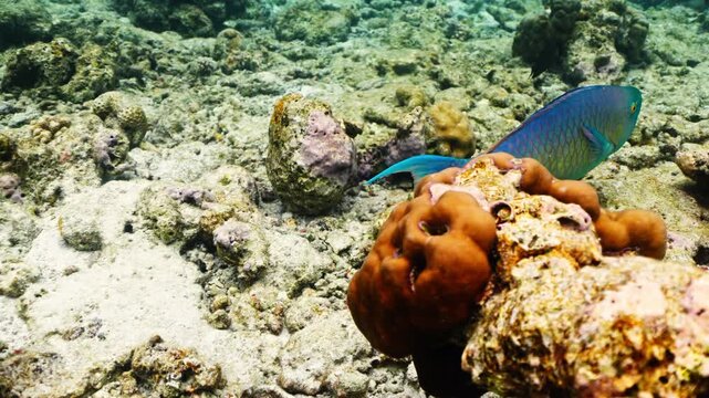 Close-up Parrot fish Calotomus viridescens in underwater Red Sea. Red Sea is magnificent place to explore. Home to an incredible coral reef and an abundance of marine life. Underwater wildlife