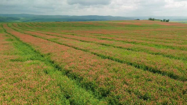 Rows of red and green crops stretch across vast field under cloudy sky. Gentle hills roll into distance behind endless rows. No people or animals visible in scene. Ideal for agriculture, environmental