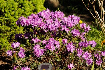 Obraz premium 1. Purple Spring Bloom 2. Azalea in Full Light 3. Vibrant Purple Flowers
