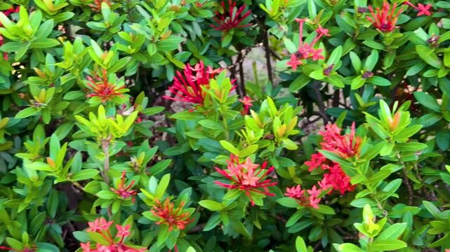 White butterfly flying among vibrant red Ixora flowers and lush green foliage.