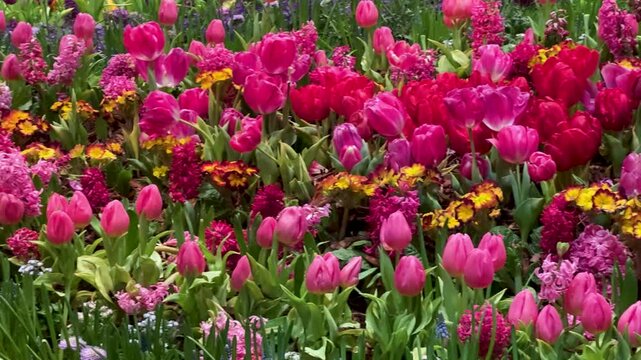 Spring Abundance Concept: 4K Pan Shot Of Colorful Tulip And Hyacinth Flowers In Bloom Representing Renewal Growth And The Beauty Of Nature
